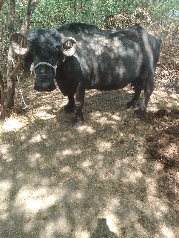 ચોથું વેતર એક મ...