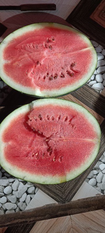 તરબૂચ 🍉