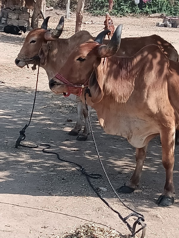 ગોઢલા વેચવાના છ...