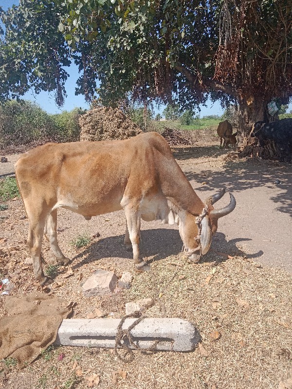 બળદ વેચવાનો છે