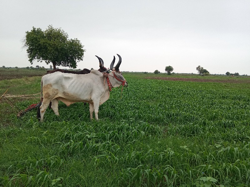 બળદ વેચવા ના છે