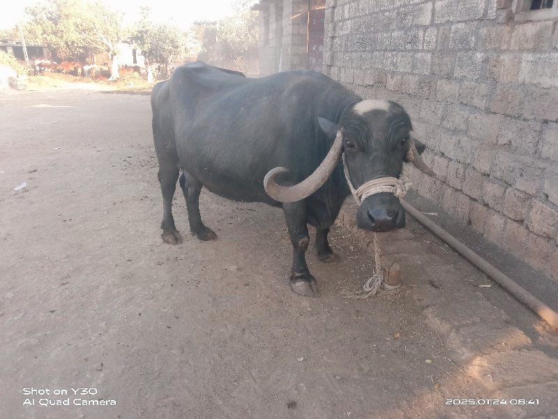 આ ભેંસ વેચવાની...