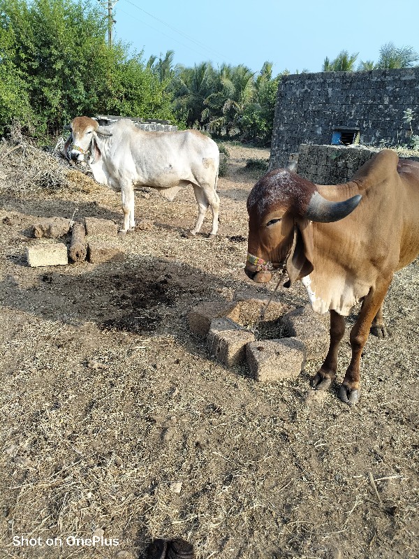 ગિર  ગાય  ના દે...