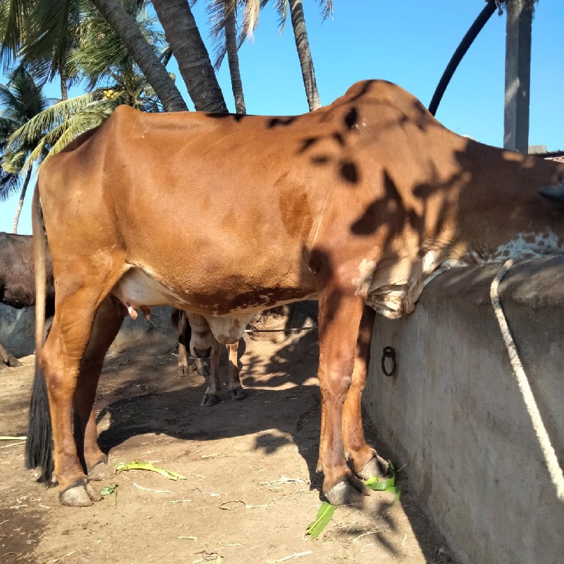 ગીર હોડકું વેસવ...