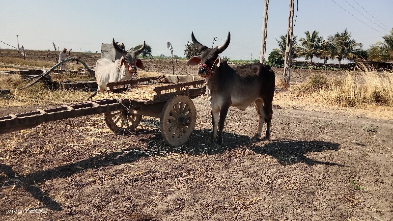 ગોધલા  વેચવાના...