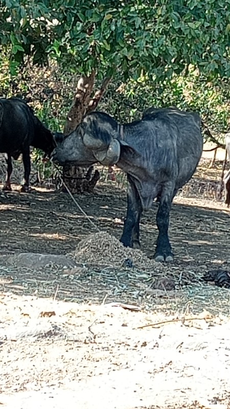 પાડો