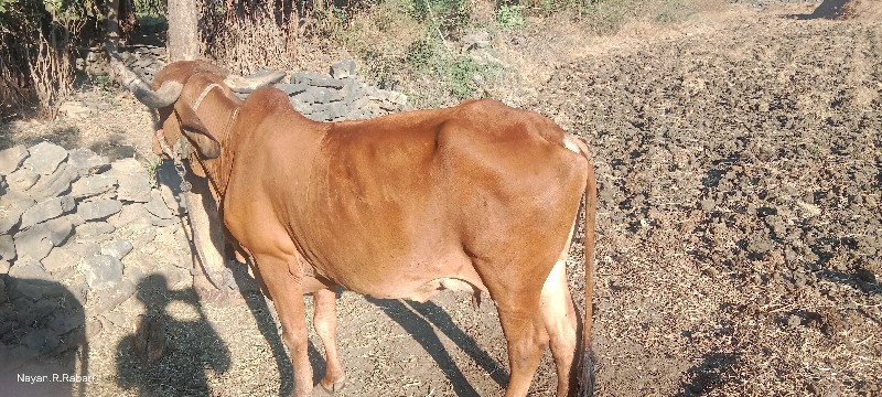 ગીર ગાય   વેચવા...