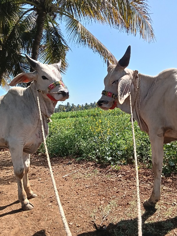 ગોધલા