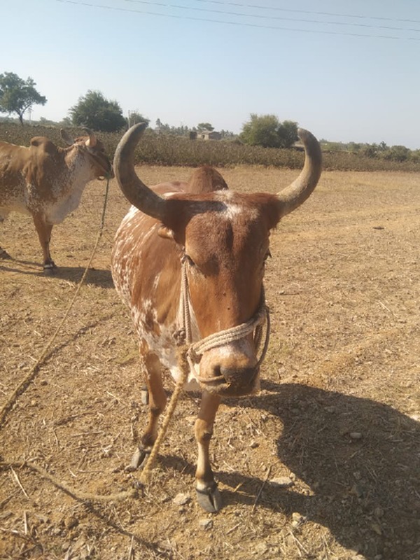 બળદ સારા છે વેચ...