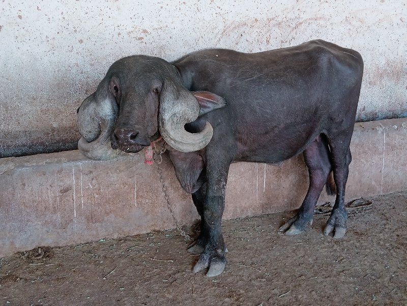 જર્સી ગાય સાથે...