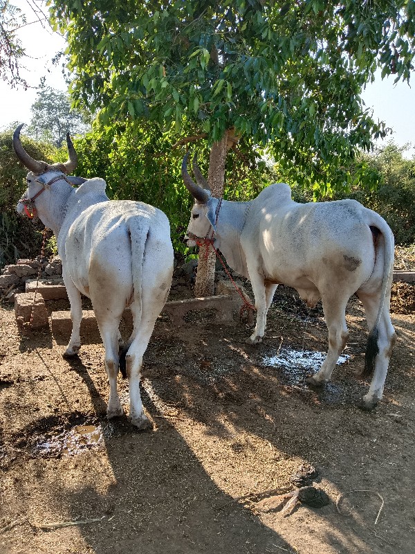 બળદ વેચવાના છે