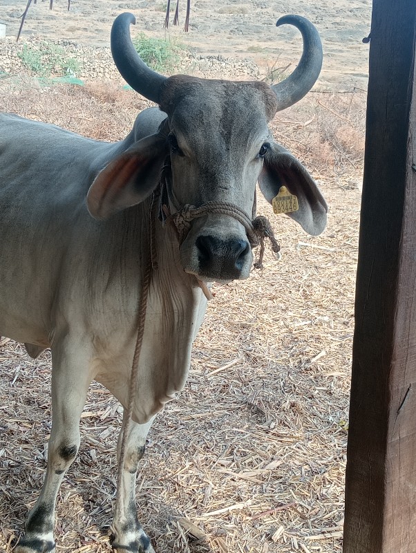 ગાય વેચવાની છે