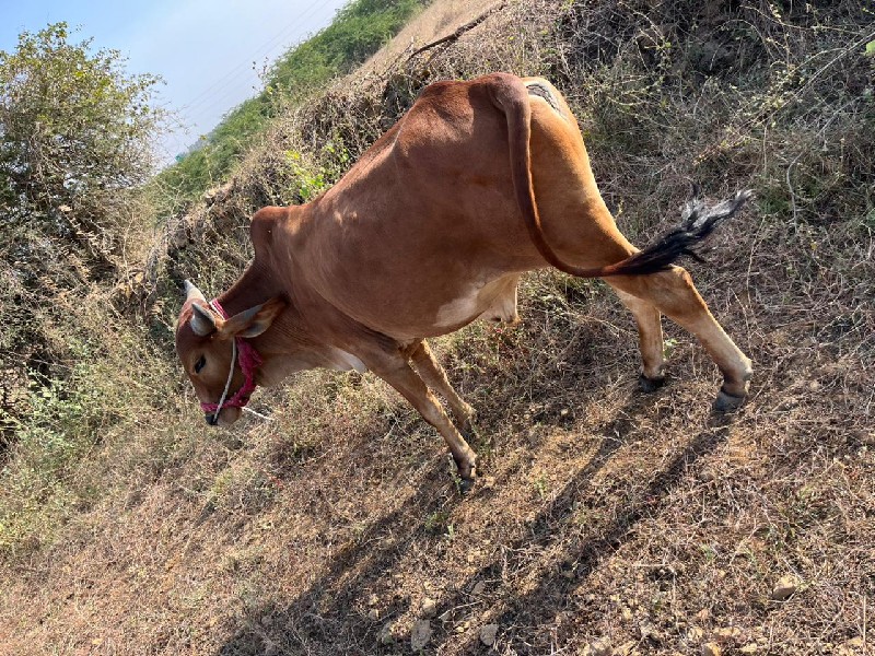 બળદ વેચવાના છે