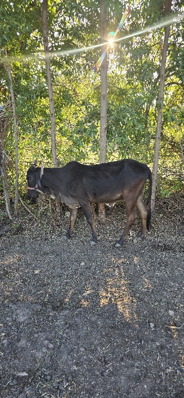 kakrej vashdi