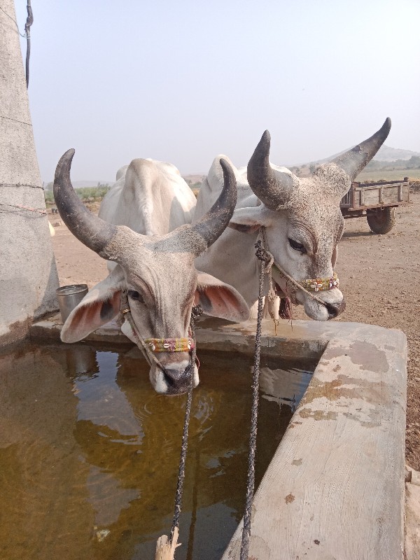 ગોઢલા