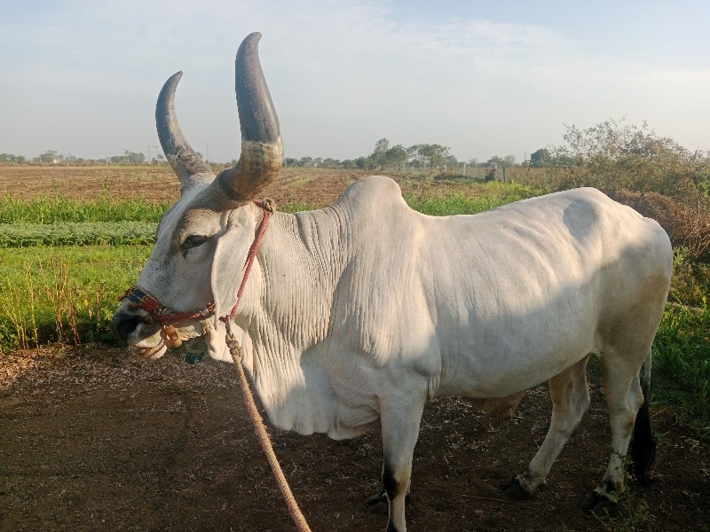 બરધવેચવાનોછે