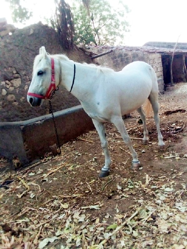 ઘોડી વછેરી વેચવ...