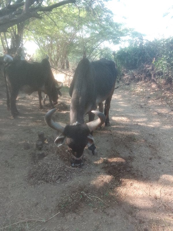 ગાડુ વેસવાનુસે...