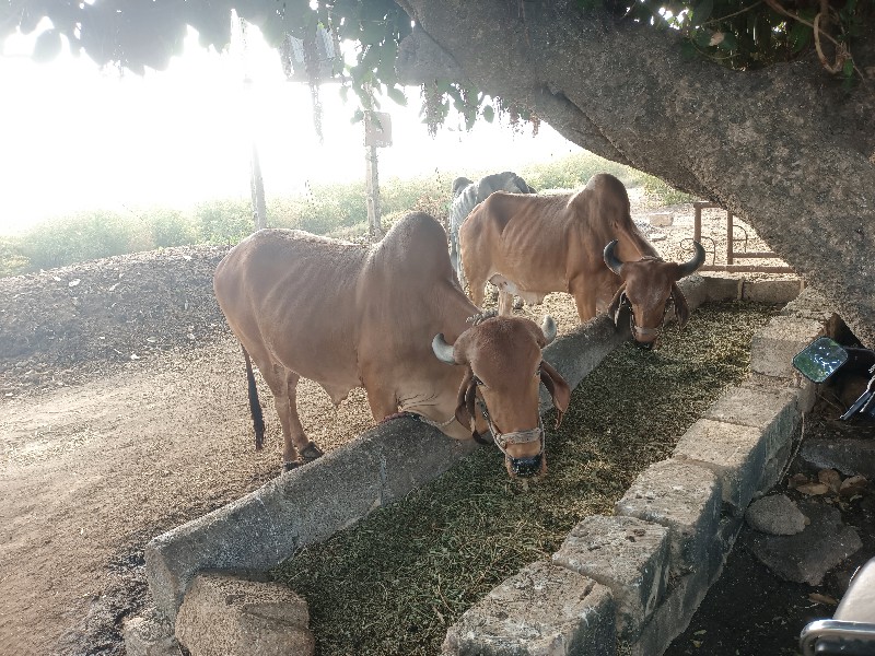 બળદ વેચવાના છે