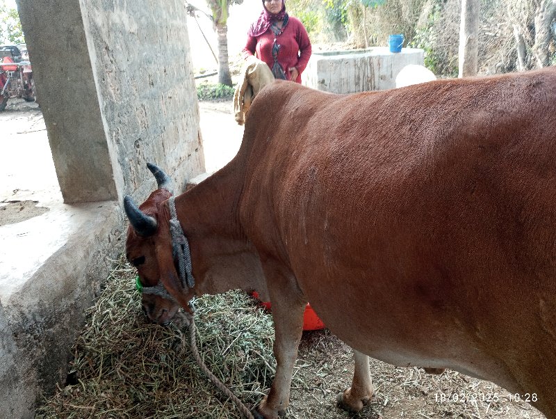 વેચવા નિ છે