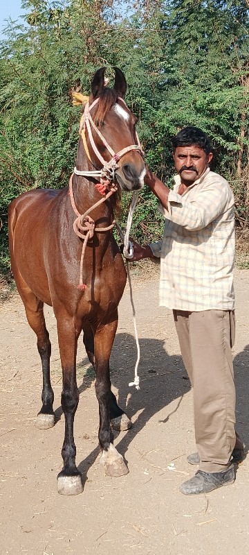 વછેરી ઘોડી વેચવ...