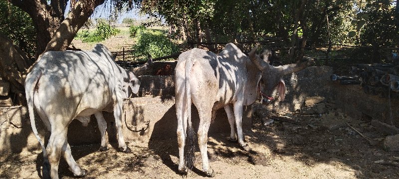 ગોધલા વેચવા