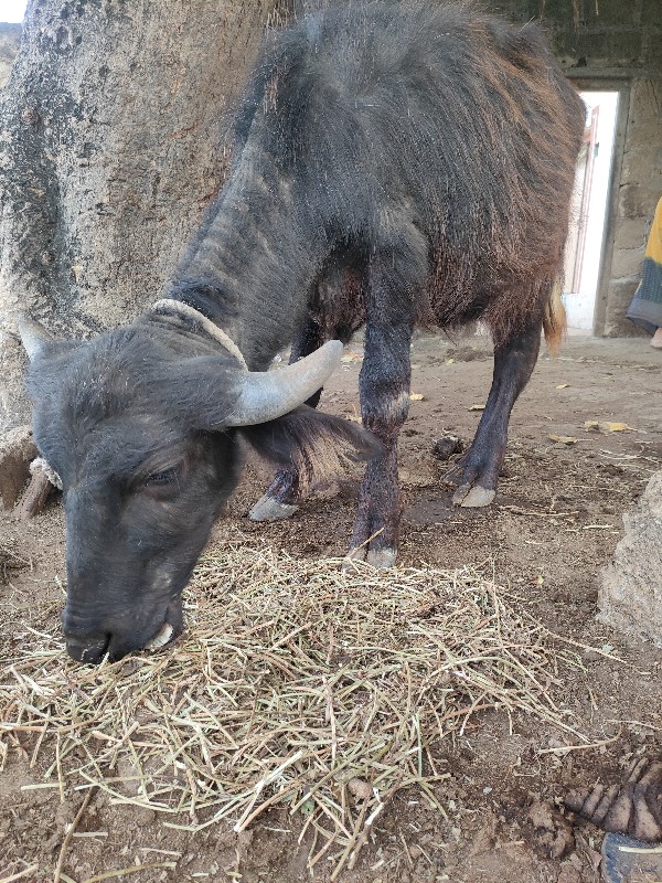 પાડી વેંચવા ની...