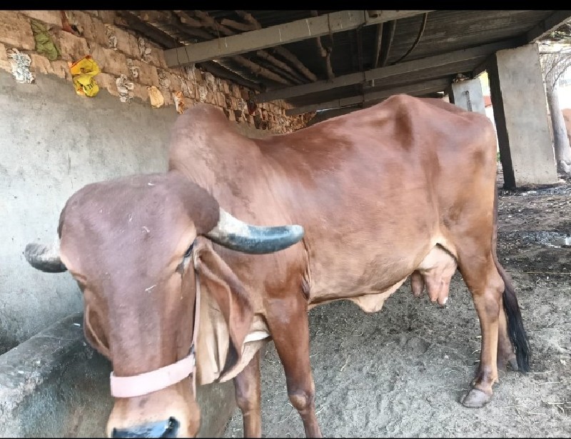 ગીર ગાય