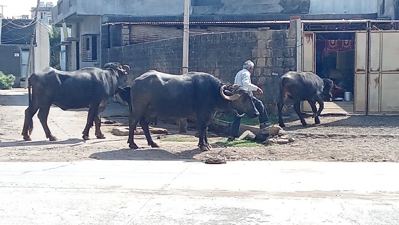 ‌પુજાભાઈ નંબર.....