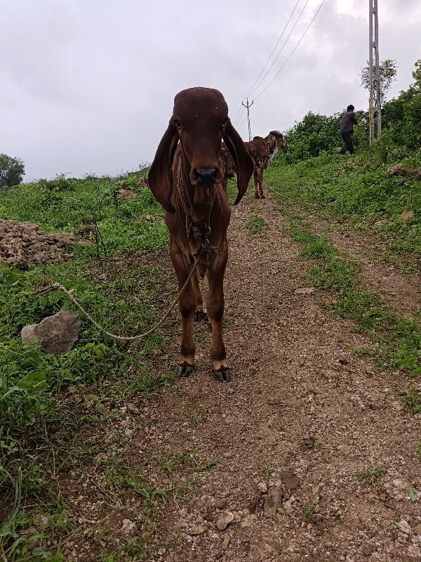 સારી ભાવનગર લાઇ...