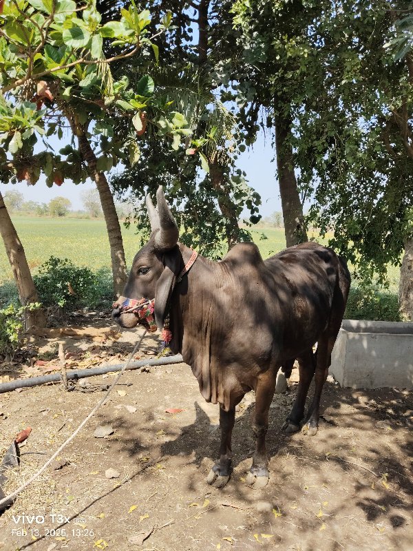 ગોધલો વેચવાનો છ...