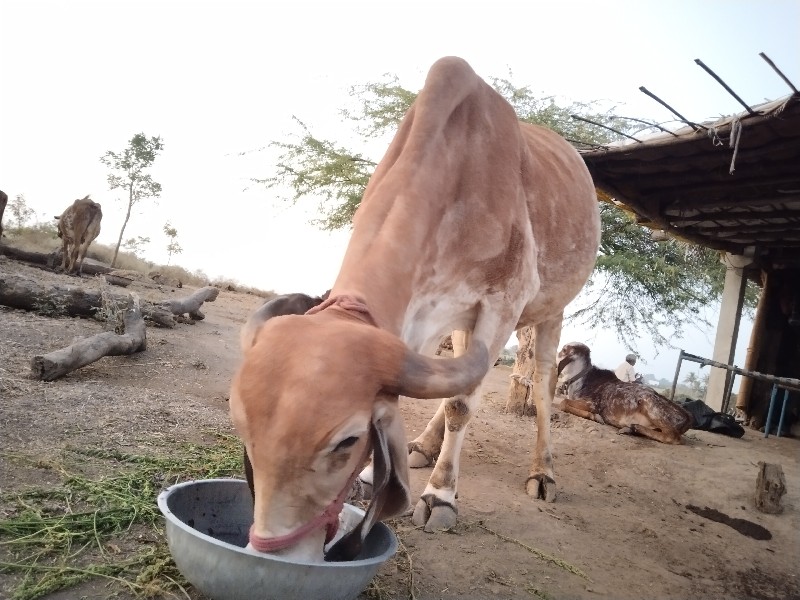 ગીર ગાય ના સાટા...