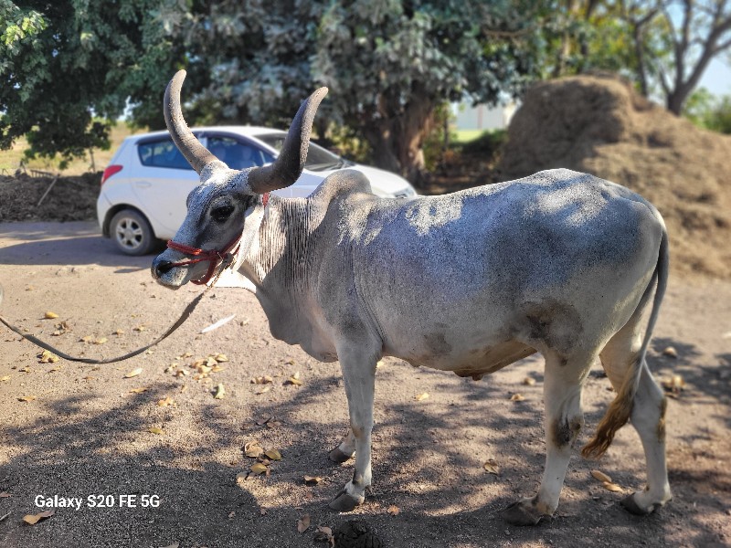 બળદ વેચવાના છે