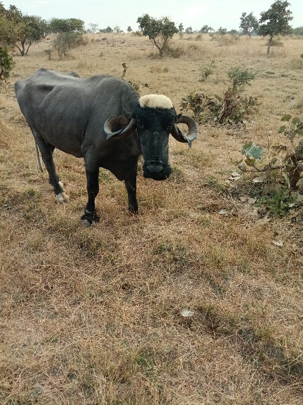 ભેંસ વેચવાની છે