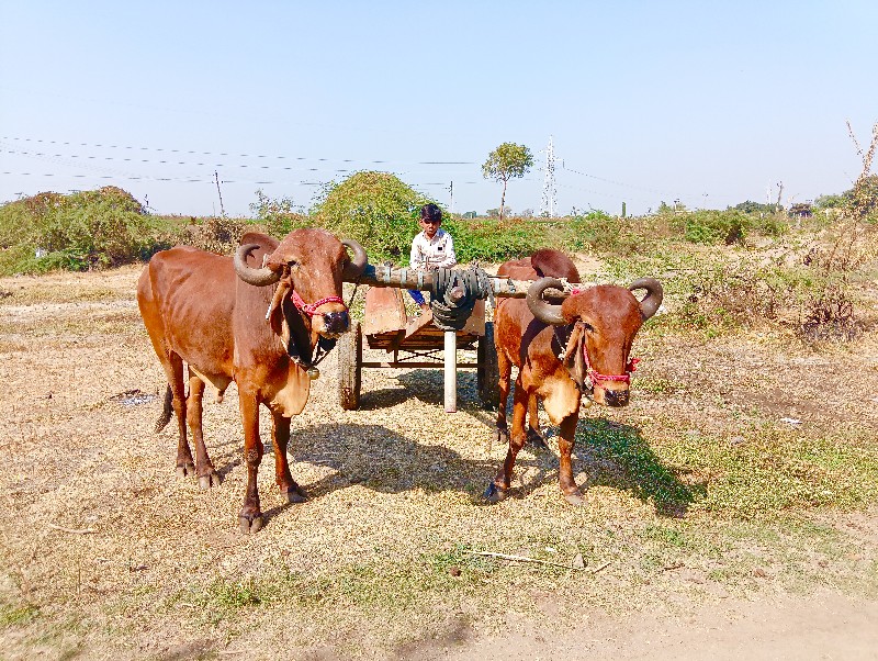 ગામ કોટડા સાંગા...