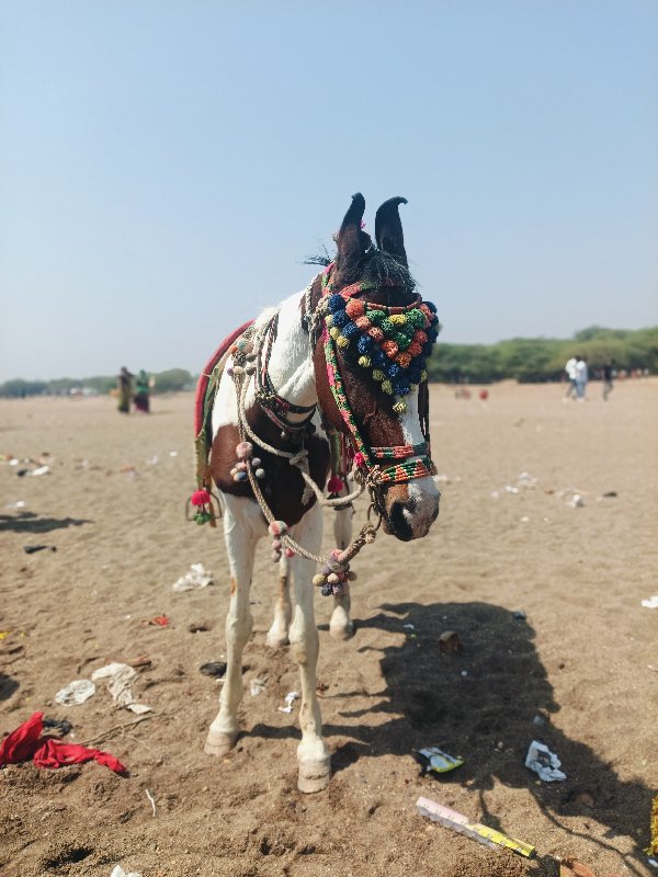 ઘોડી નું હાટું...