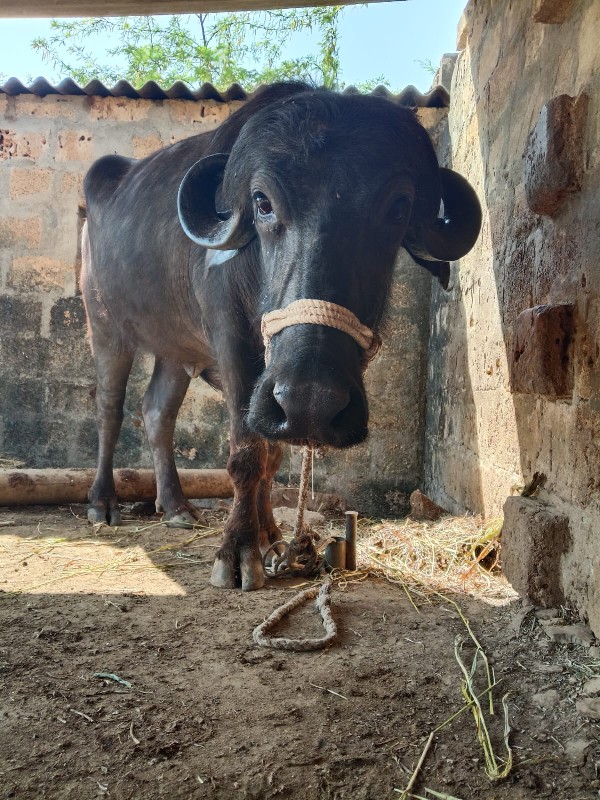 વેચવાની છે ખડેલ...