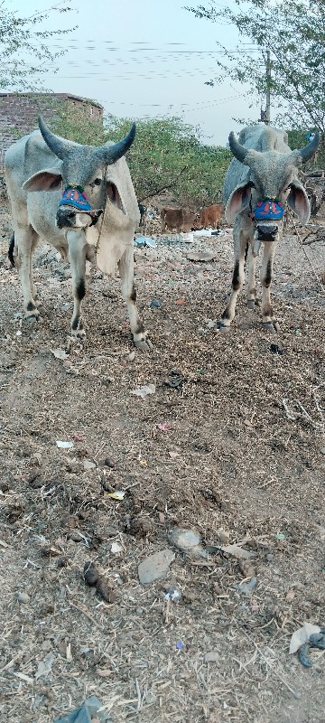 સાવ સોજા  ગાડે‌...