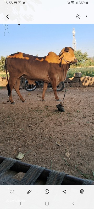 ગીર વાસડી સારી...