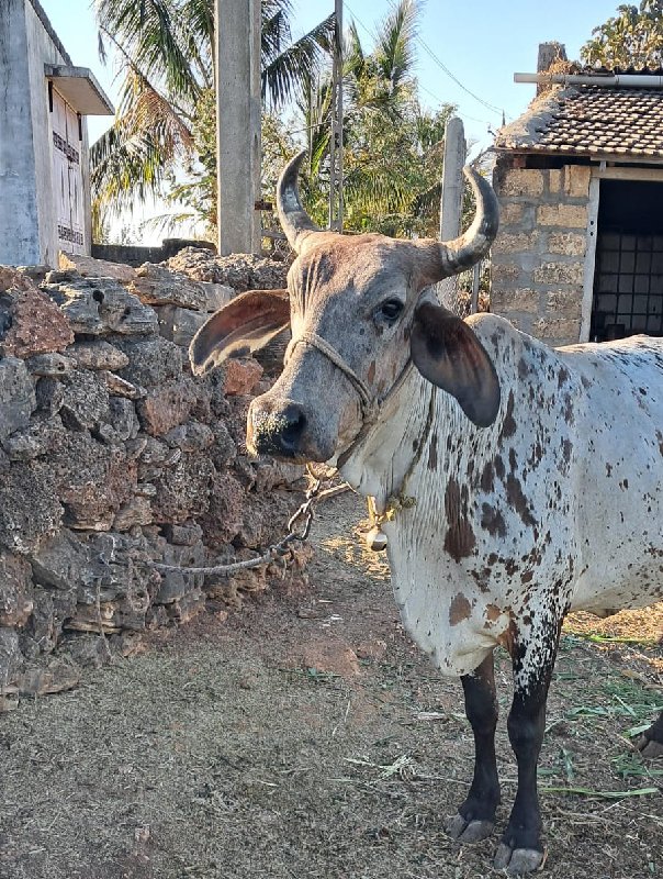 ક્રોસ જર્સી ગાય...