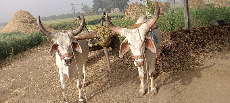 બળદ વેચવાના છે