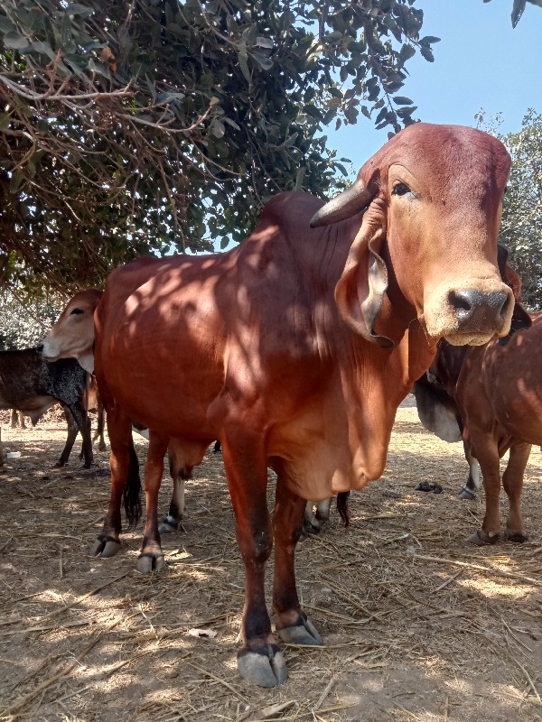 ખુટ વેચવાનો‌છે