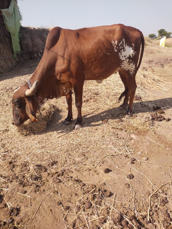 ૧ વેતર