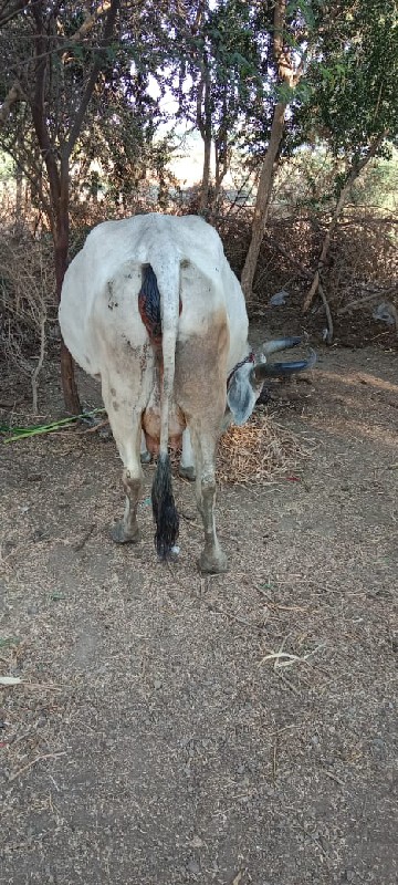 ધોળી ગાય આપવાની...