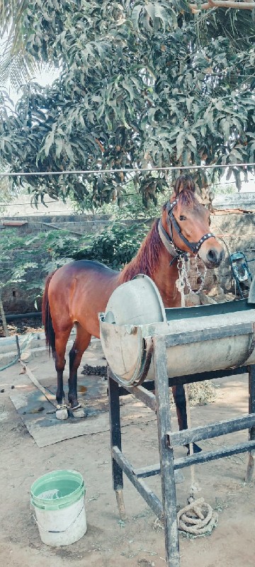 વેછિરિ