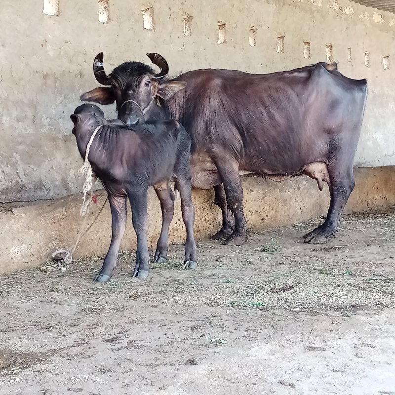 ભેંશ વેચવાની છે...