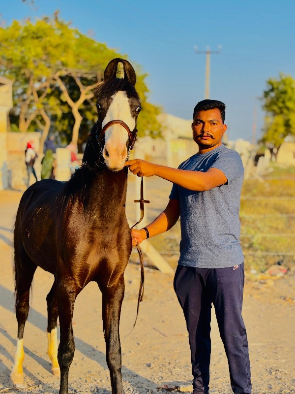 વછેરી વેચવી છે