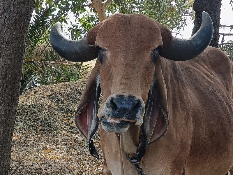 વેચવા ની છે