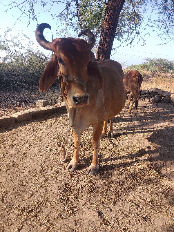 ગાય