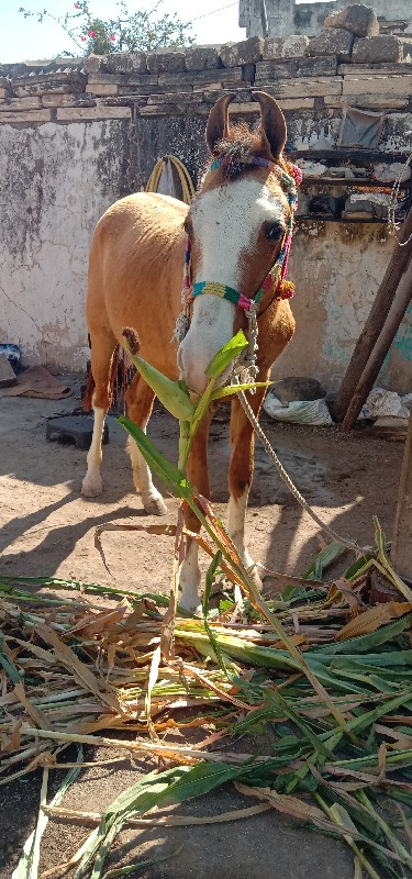 વછેરી વેચવા નીછ...